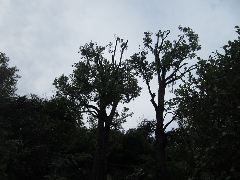 potatura alberi (2)